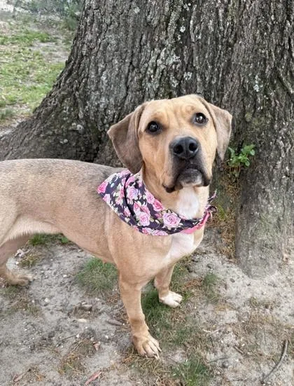 An adult large-sized female Mixed Breed dog named Amber for adoption in West Chester, PA