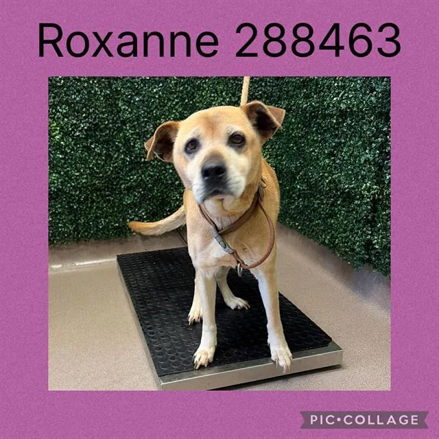 An adult medium-sized female Mixed Breed dog named Roxanne for adoption in Macon, GA