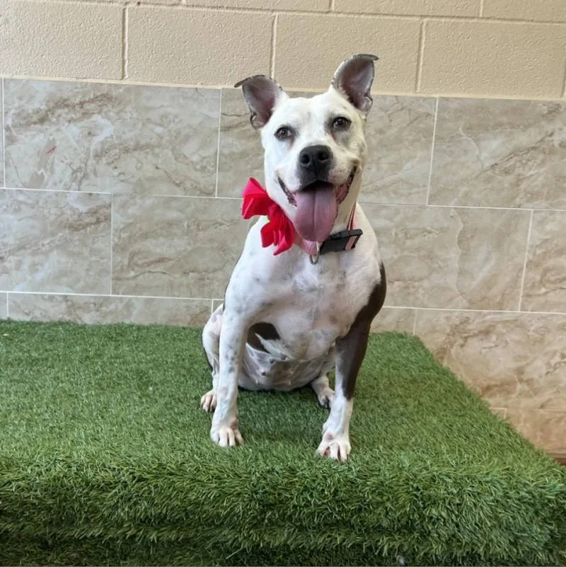 Sadie Lou thumbnail 2