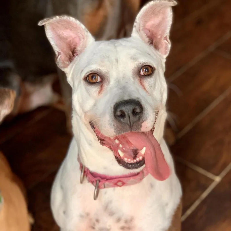 Sadie Lou thumbnail 3