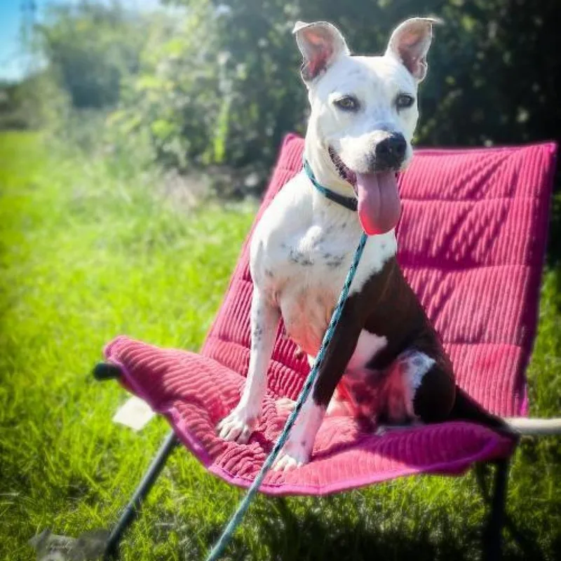 Sadie Lou thumbnail 5