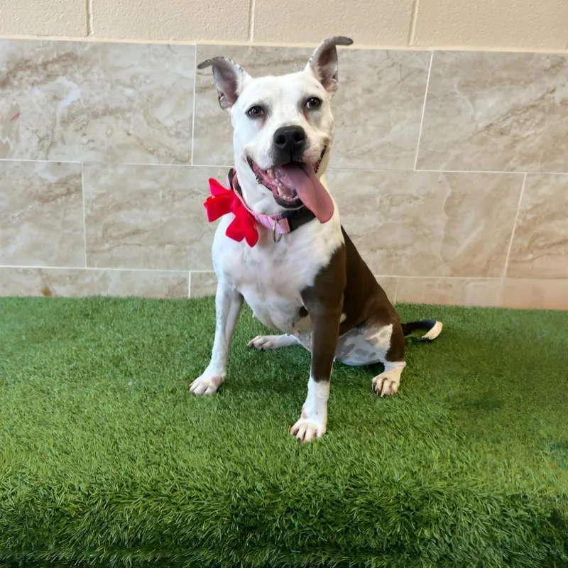 Sadie Lou thumbnail 6