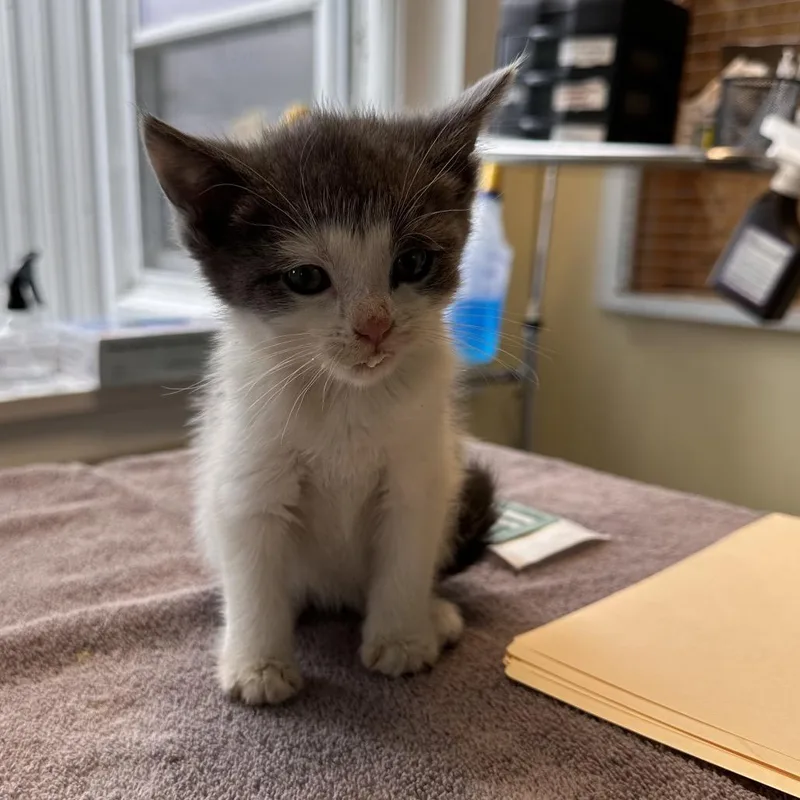 A baby small-sized male Gray / Blue / Silver Domestic Short Hair cat named Etnies for adoption in East Smithfield , PA