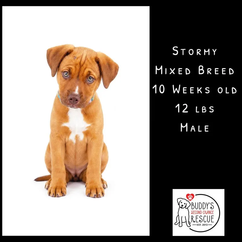 Stormy thumbnail 2