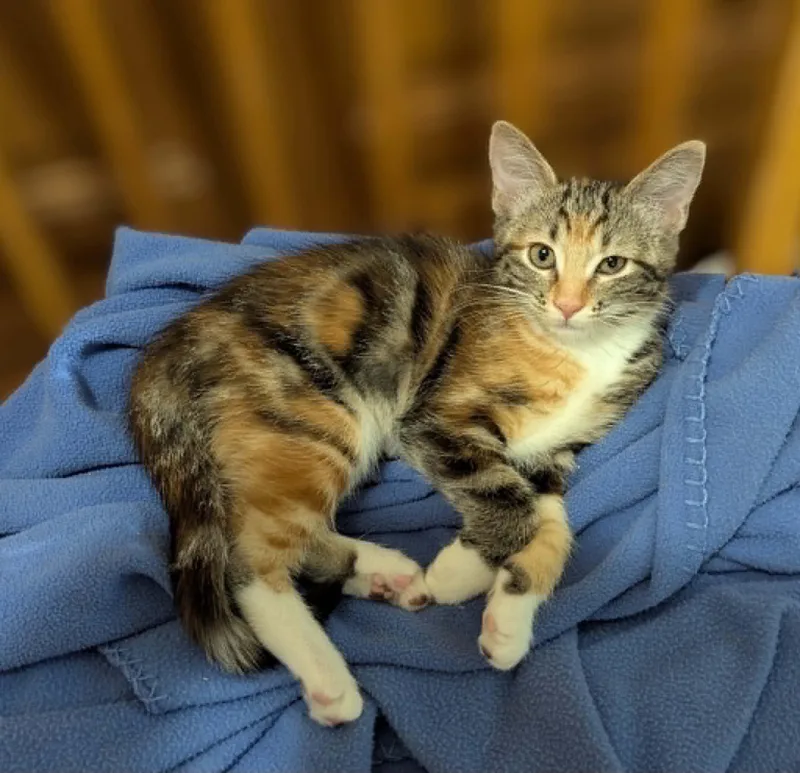 A baby medium-sized female Calico Domestic Short Hair cat named Sabrina for adoption in Portland, OR