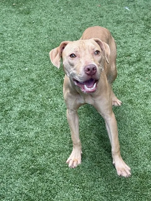 A young medium-sized female Mixed Breed dog named Valerie for adoption in Dallas, TX