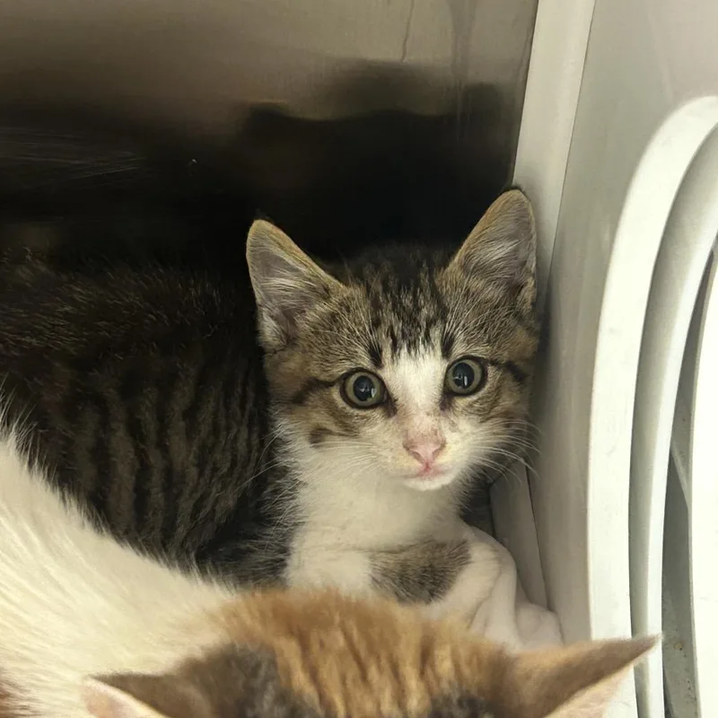 A baby small-sized male Gray / Blue / Silver Domestic Short Hair cat named Beach Ball for adoption in Chattanooga, TN