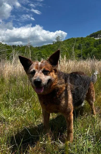 An adult medium-sized female Mixed Breed dog named Captain Penny for adoption in Spruce Pine, NC