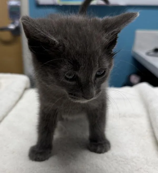 A baby medium-sized male Domestic Short Hair cat named Tony Curtis for adoption in Escondido, CA