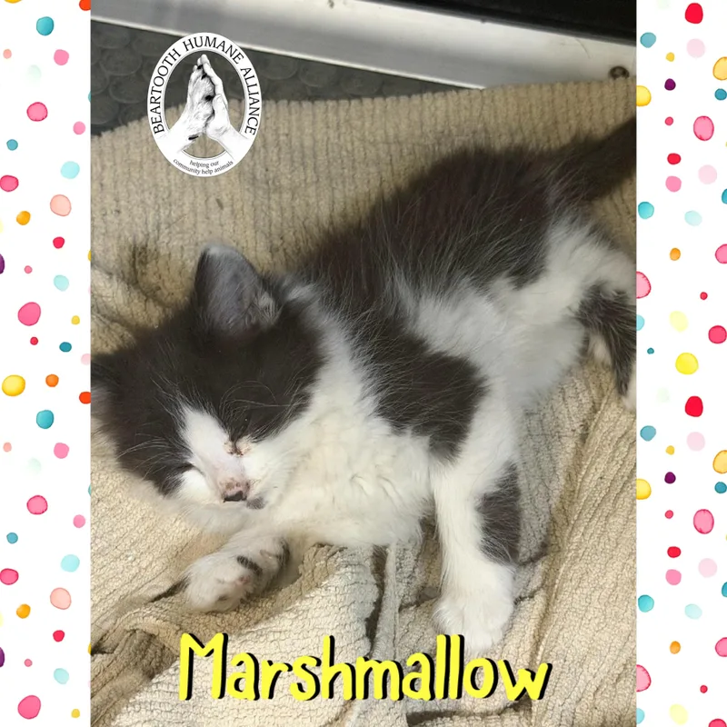 Marshmallow thumbnail 2