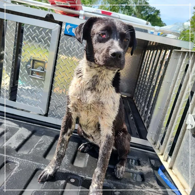 A young small-sized female Black Labrador Retriever dog named Oreo for adoption in Lyons, GA