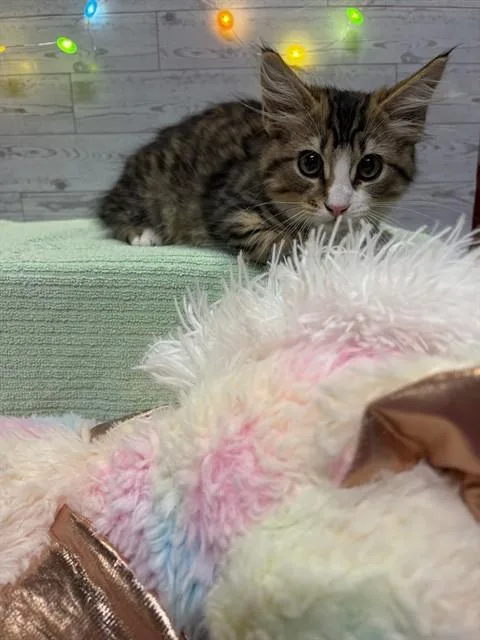 A baby small-sized female Domestic Long Hair cat named Maple for adoption in Modesto, CA