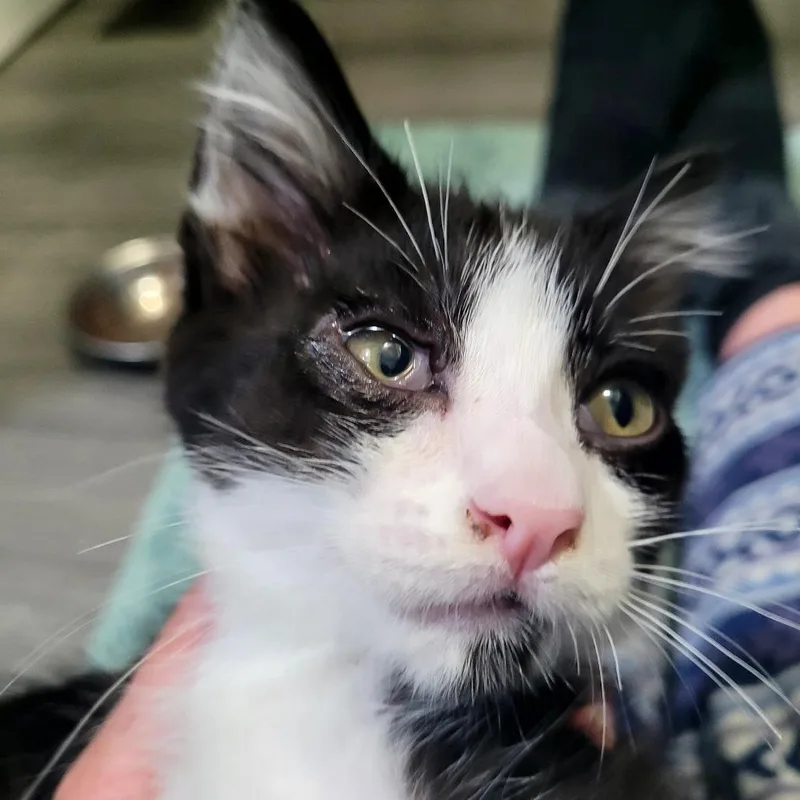 A baby small-sized male Domestic Short Hair cat named Jessie for adoption in Allyn, WA