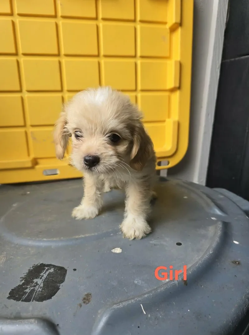 A baby small-sized female Terrier dog named Halo for adoption in Gainesville, VA