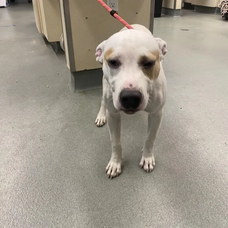 An adult medium-sized female White / Cream Pit Bull Terrier dog named WAGSStray for adoption in Westminster, CA