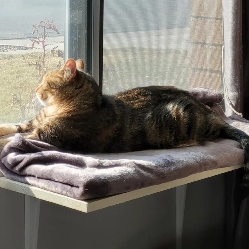 A senior small-sized male Gray / Blue / Silver Domestic Short Hair cat named Natcho for adoption in Layton, UT