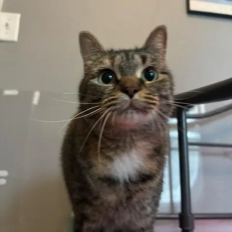 An adult medium-sized female Torbie Domestic Short Hair cat named Houdini for adoption in Hudsonville, MI