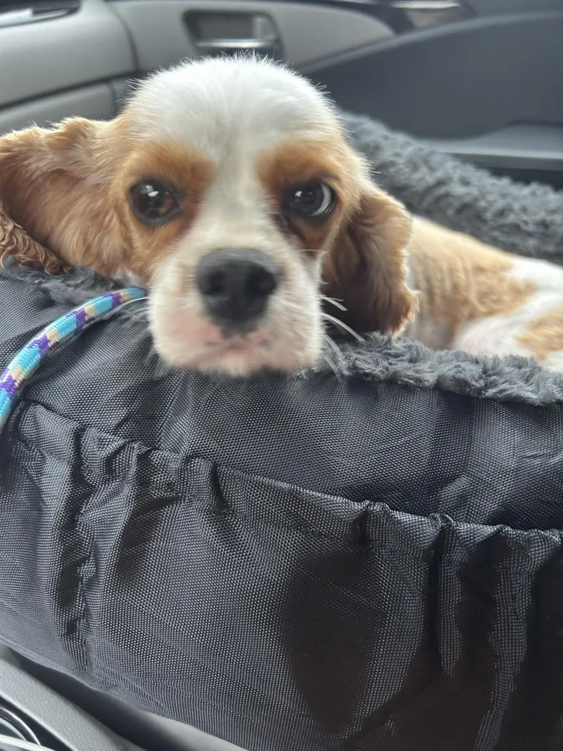 Ella