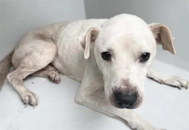 An adult medium-sized male Labrador Retriever dog named A for adoption in Houston, TX