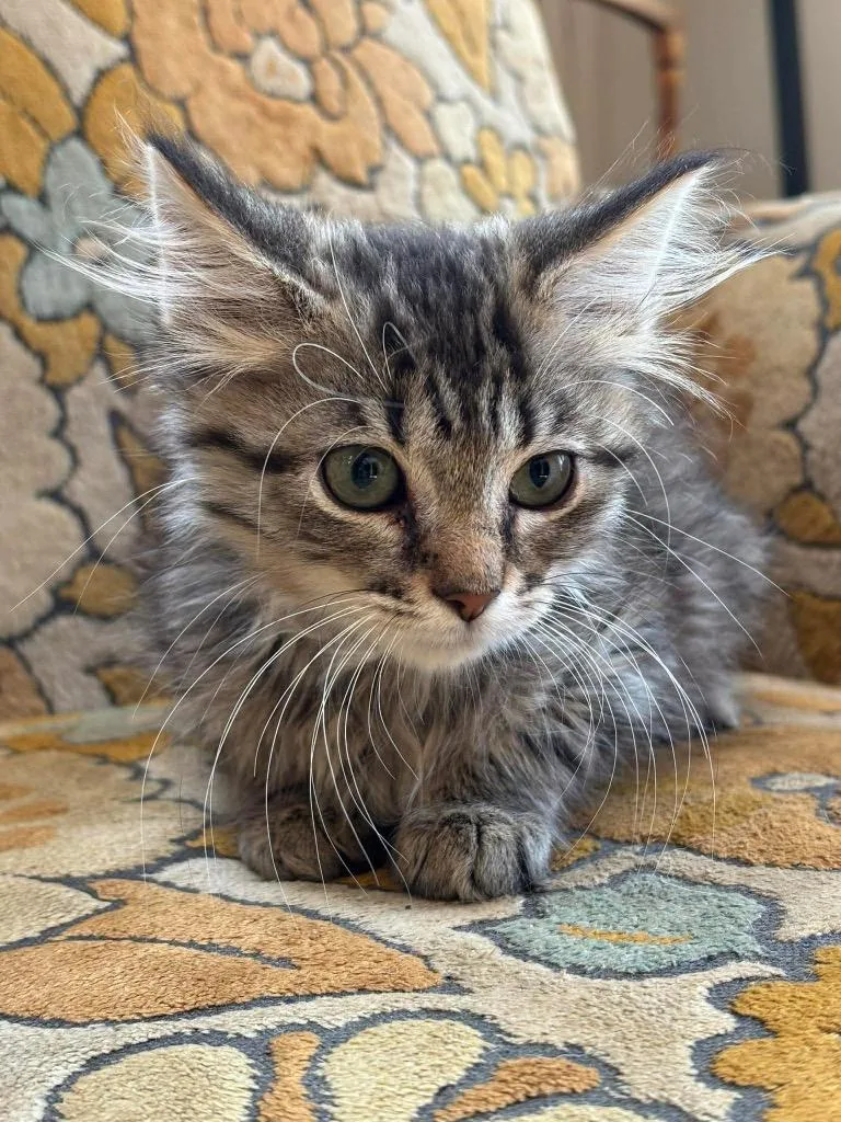 A baby small-sized female Domestic Long Hair cat named Pickle for adoption in Gorham, ME
