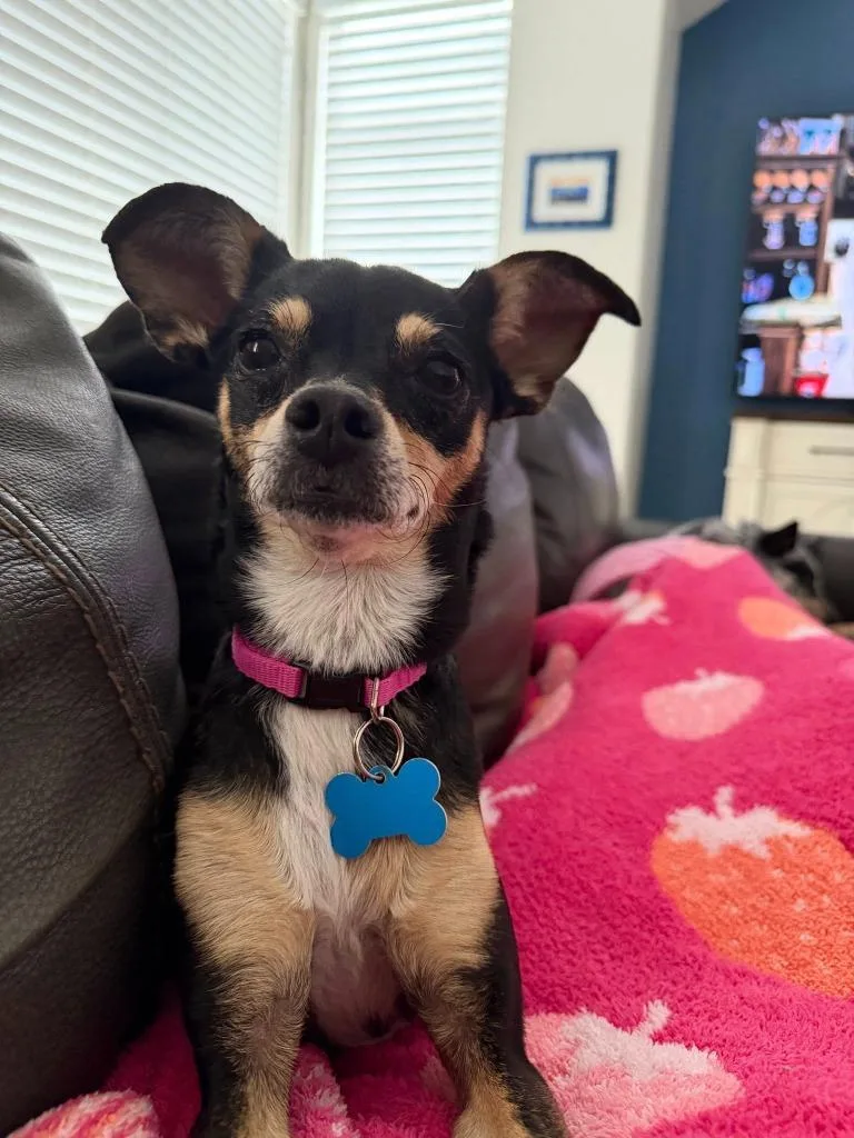 An adult small-sized female Miniature Pinscher dog named Luna for adoption in Mesa, AZ