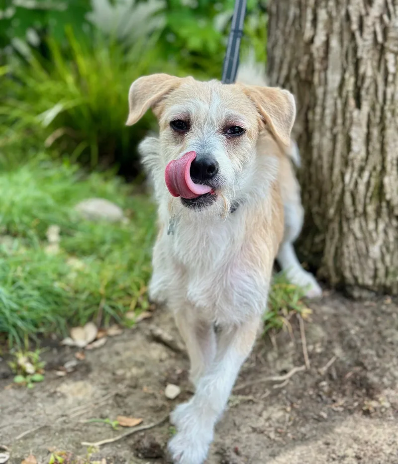 A baby small-sized male Parson Russell Terrier dog named Pokey for adoption in Palo Alto, CA