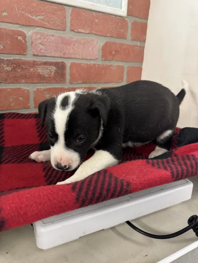 A baby small-sized male Pointer dog named Dominic for adoption in Houston, TX