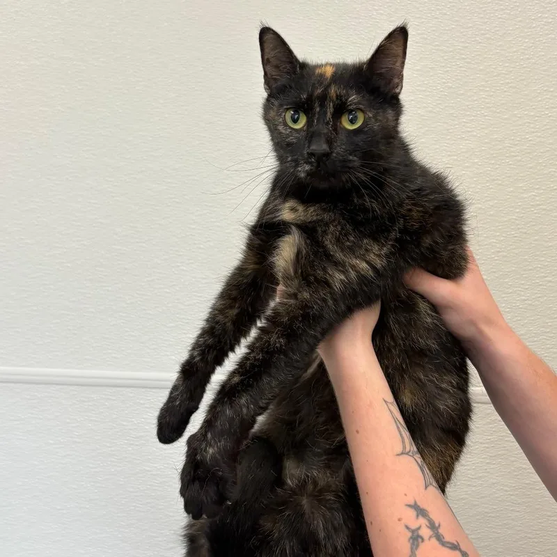 An adult medium-sized female Black Domestic Short Hair cat named Sand Dollar for adoption in Columbiana, AL