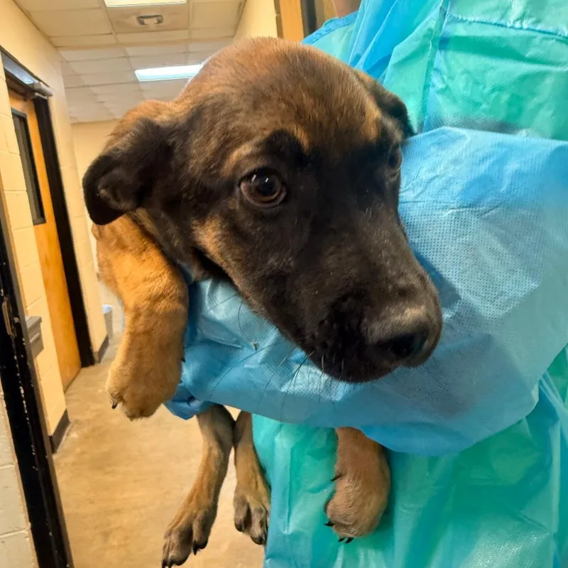 A baby small-sized male Black Mixed Breed dog named Geasy for adoption in Corinth, MS