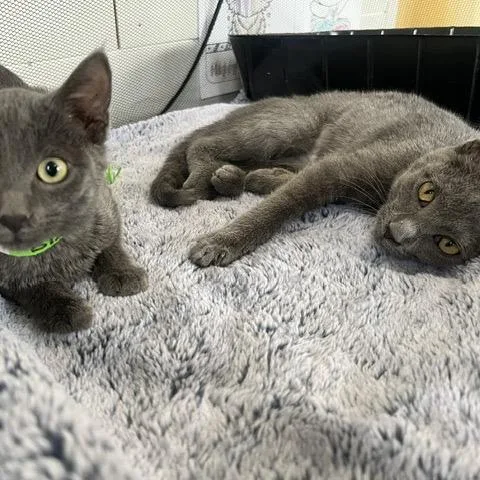 A baby small-sized female Gray / Blue / Silver Domestic Short Hair cat named Adelaide for adoption in Chaska, MN