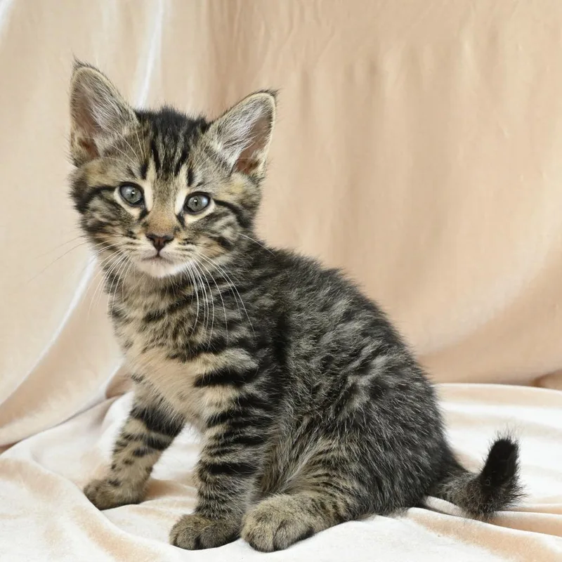 A baby small-sized male Gray / Blue / Silver Domestic Short Hair cat named Kiwi for adoption in Mobile, AL