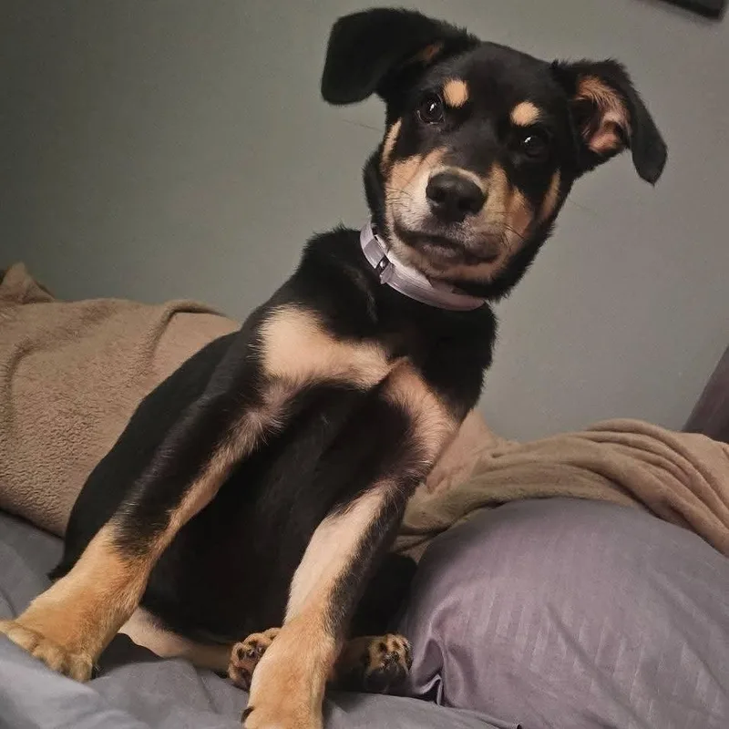 A baby small-sized male Rottweiler dog named Rooster for adoption in Tomah, WI