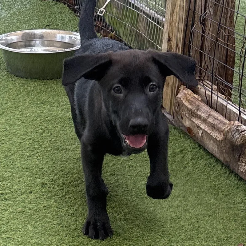 A baby small-sized female Black Terrier dog named Jupiter for adoption in LOXAHATCHEE, FL