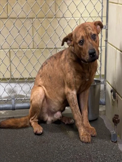 An adult medium-sized male Rhodesian Ridgeback dog named Respect for adoption in Woodland, CA