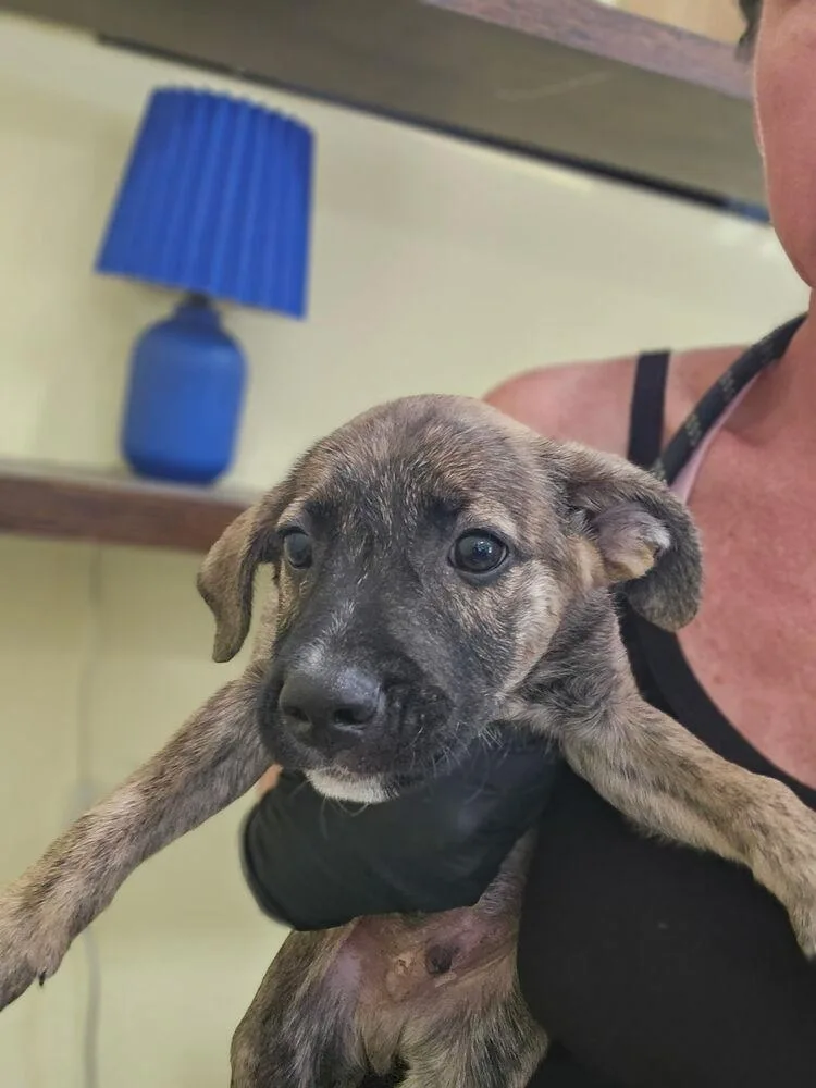 A baby small-sized male Brindle Black Mouth Cur dog named Rowan for adoption in Lakeland, FL