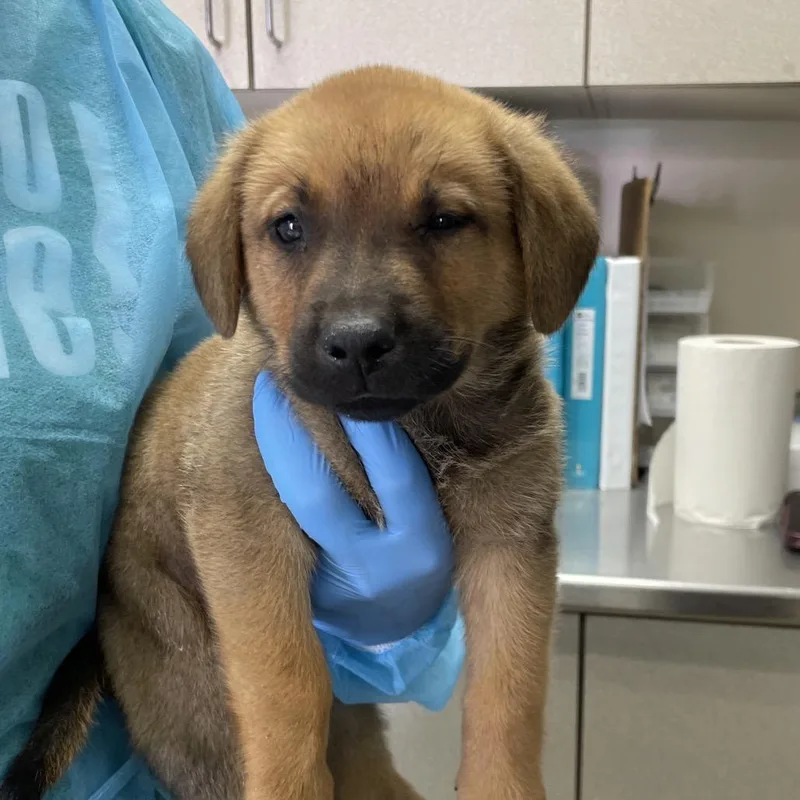 A baby small-sized male Brown / Chocolate Chocolate Labrador Retriever dog named Vassell for adoption in San Antonio, TX