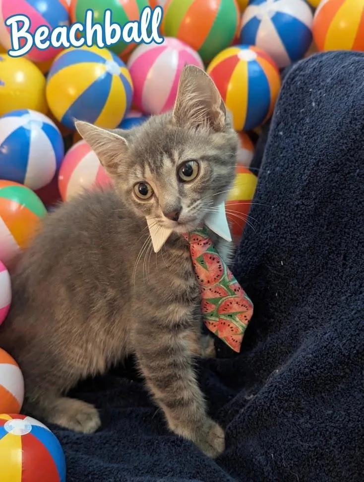 A baby medium-sized male Gray / Blue / Silver Domestic Short Hair cat named Beachball for adoption in Haddon Heights, NJ
