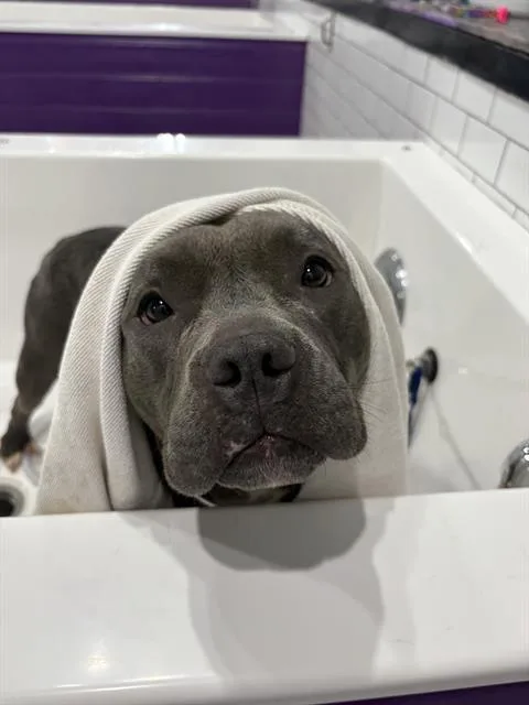 An adult medium-sized female Pit Bull Terrier dog named Lola for adoption in Indianapolis, IN