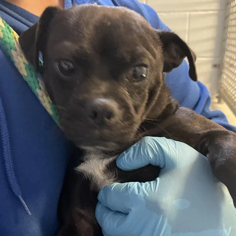 An adult small-sized male Black Pug dog named Hank for adoption in Santa Barbara, CA