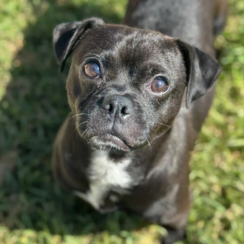Hank thumbnail 2