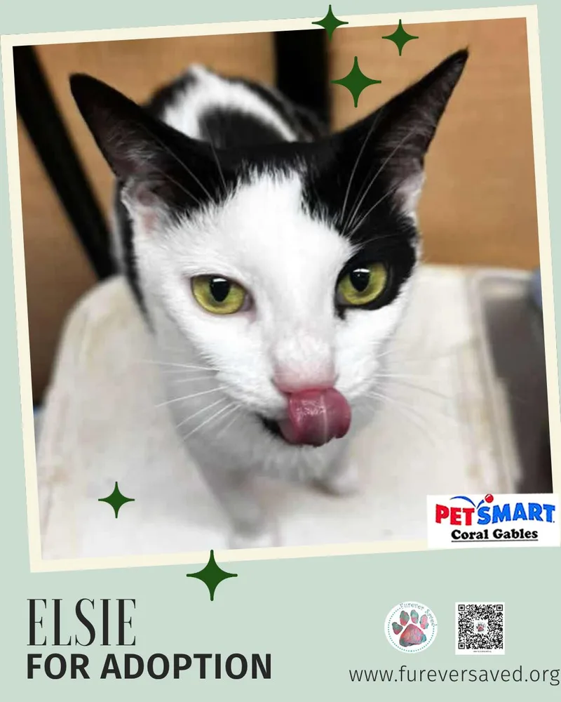 A baby small-sized female Black & White / Tuxedo Domestic Short Hair cat named Elsie for adoption in Miami, FL