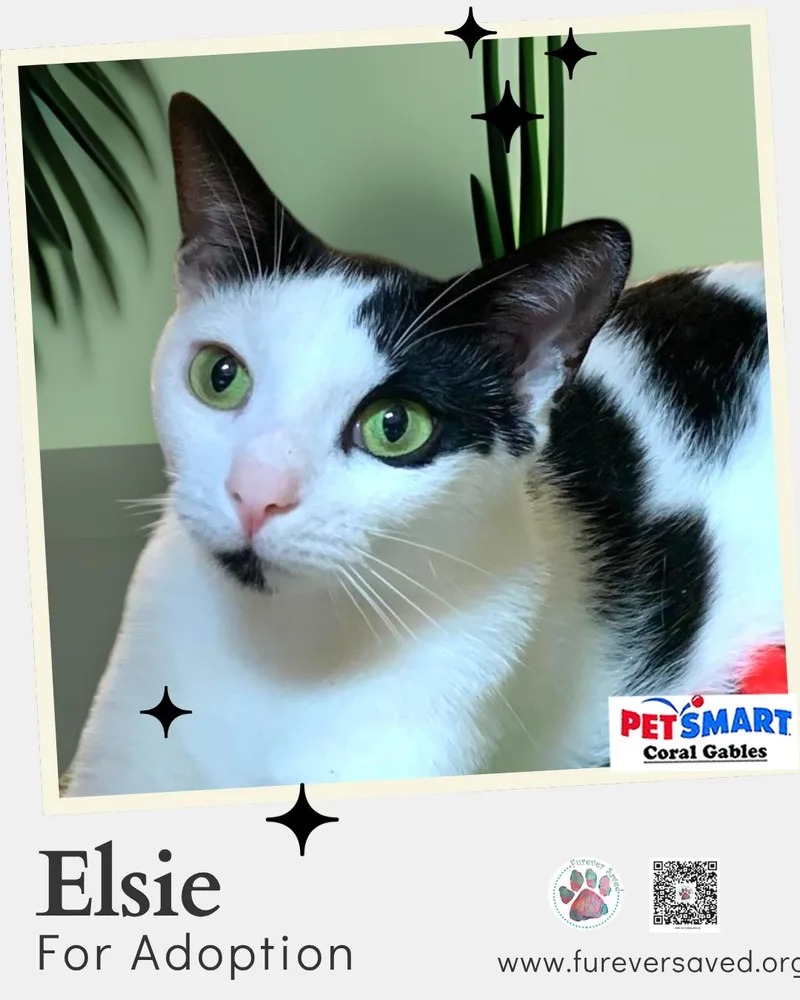 Elsie thumbnail 2