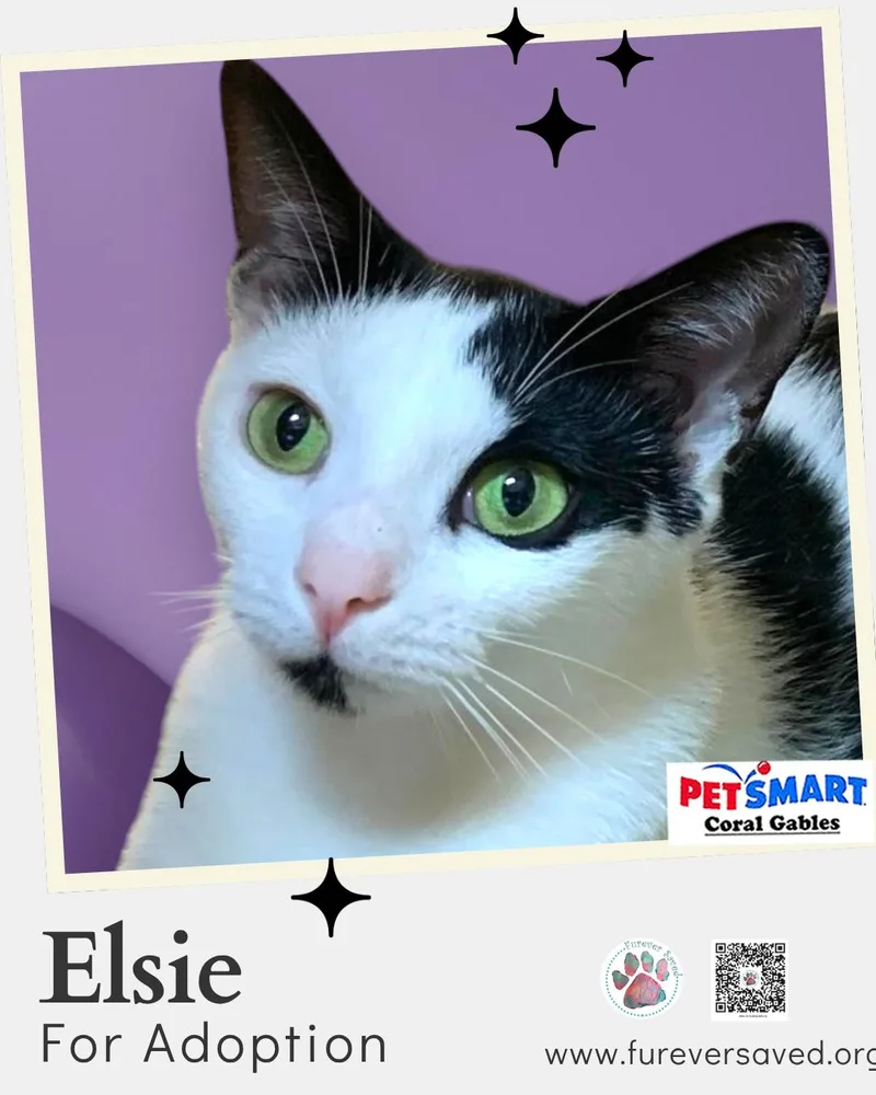 Elsie thumbnail 3