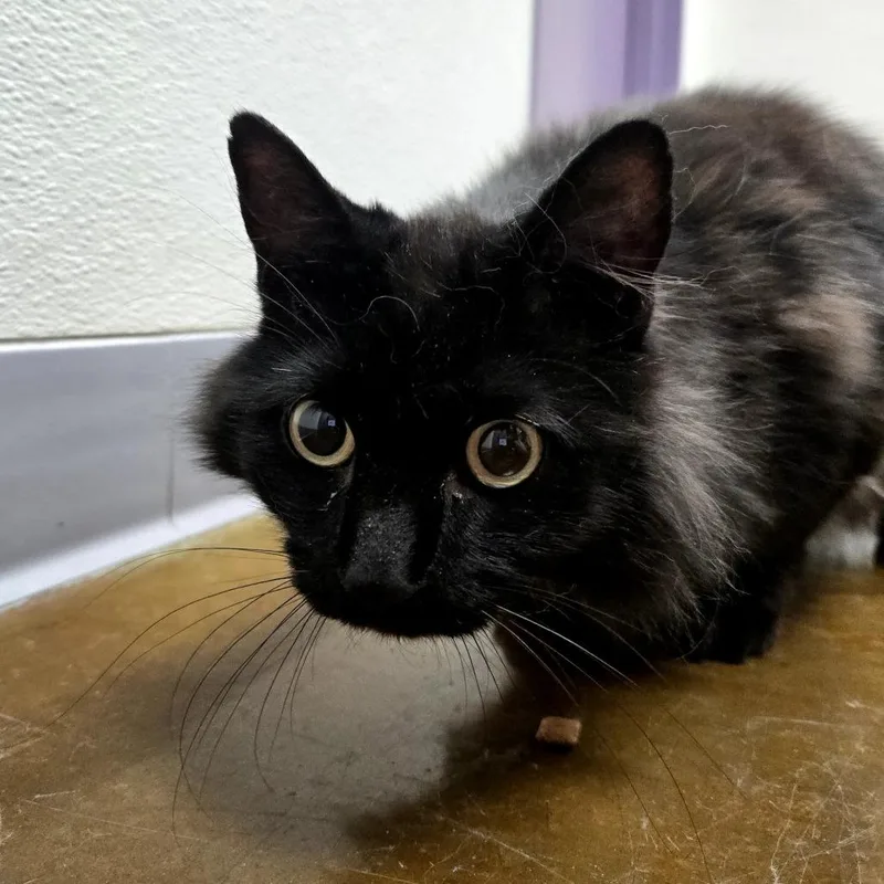 An adult medium-sized female Black Domestic Medium Hair cat named Stray HoldCleocatra for adoption in Albuquerque, NM