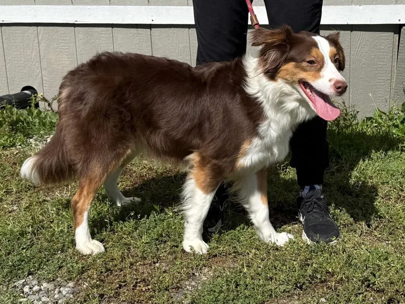 An adult medium-sized female Australian Shepherd dog named Dior for adoption in Vacaville, CA
