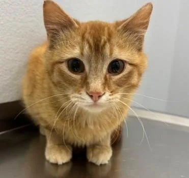 A baby medium-sized male Orange / Red Domestic Short Hair cat named Fil for adoption in Pella, IA