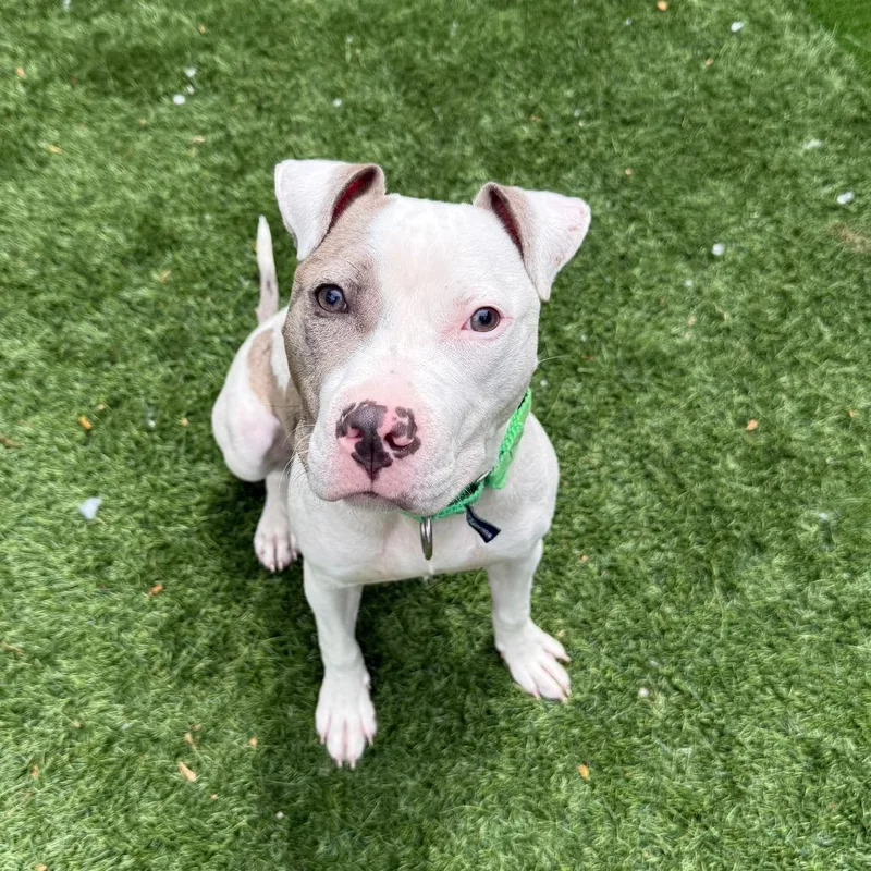 A young medium-sized female White / Cream Pit Bull Terrier dog named Dollop for adoption in Naperville, IL