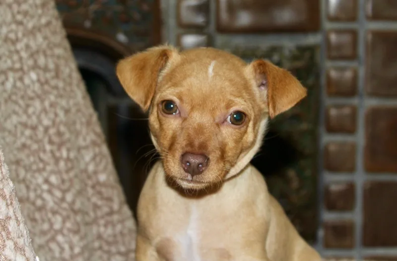 A baby small-sized male Red / Chestnut / Orange Chihuahua dog named Chico for adoption