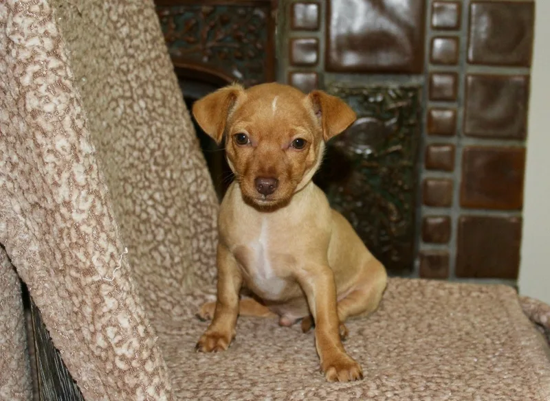 Chico thumbnail 2