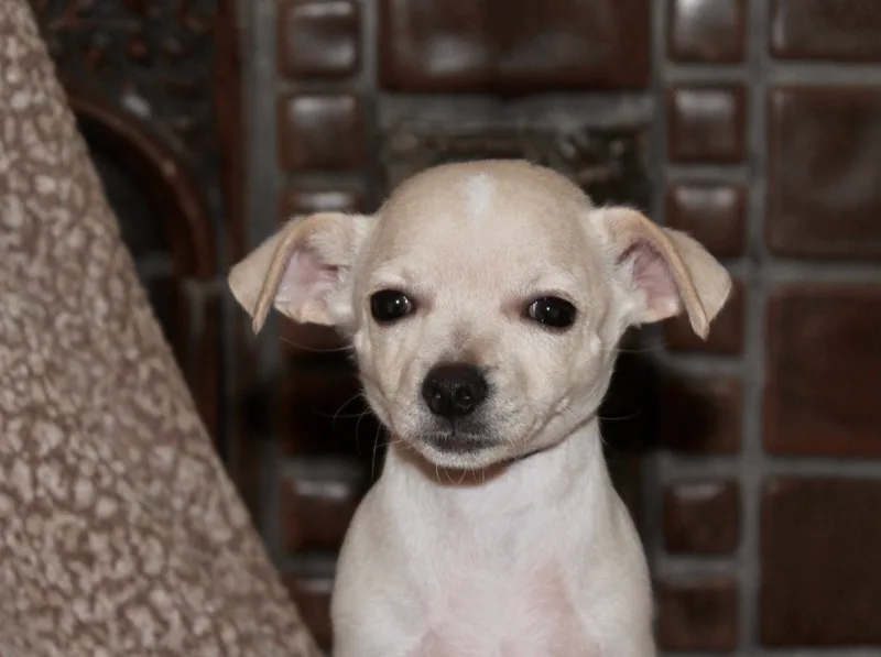Chico thumbnail 3
